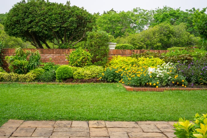 Backyard with green plants and grass